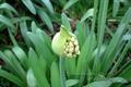 African Lily 